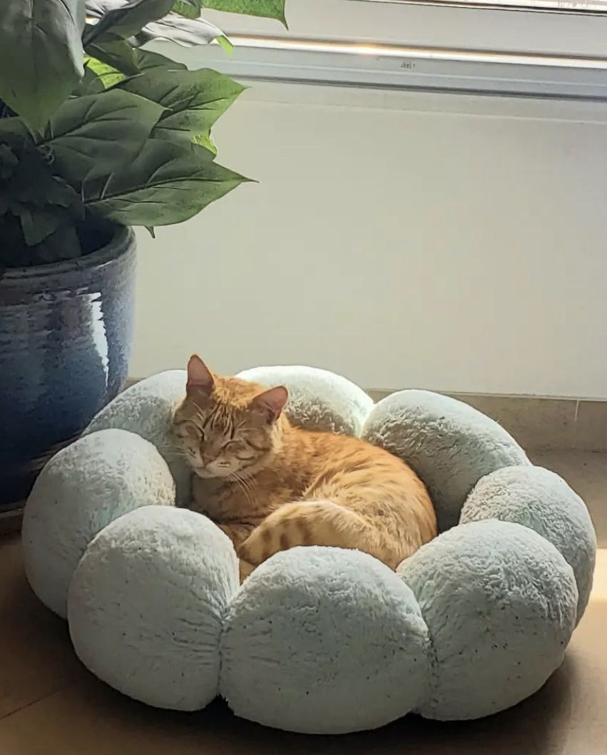 Pet enjoying an everyday moment outdoors