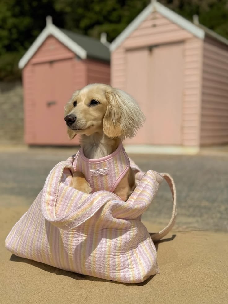 Comfortable pet carrier for everyday travel